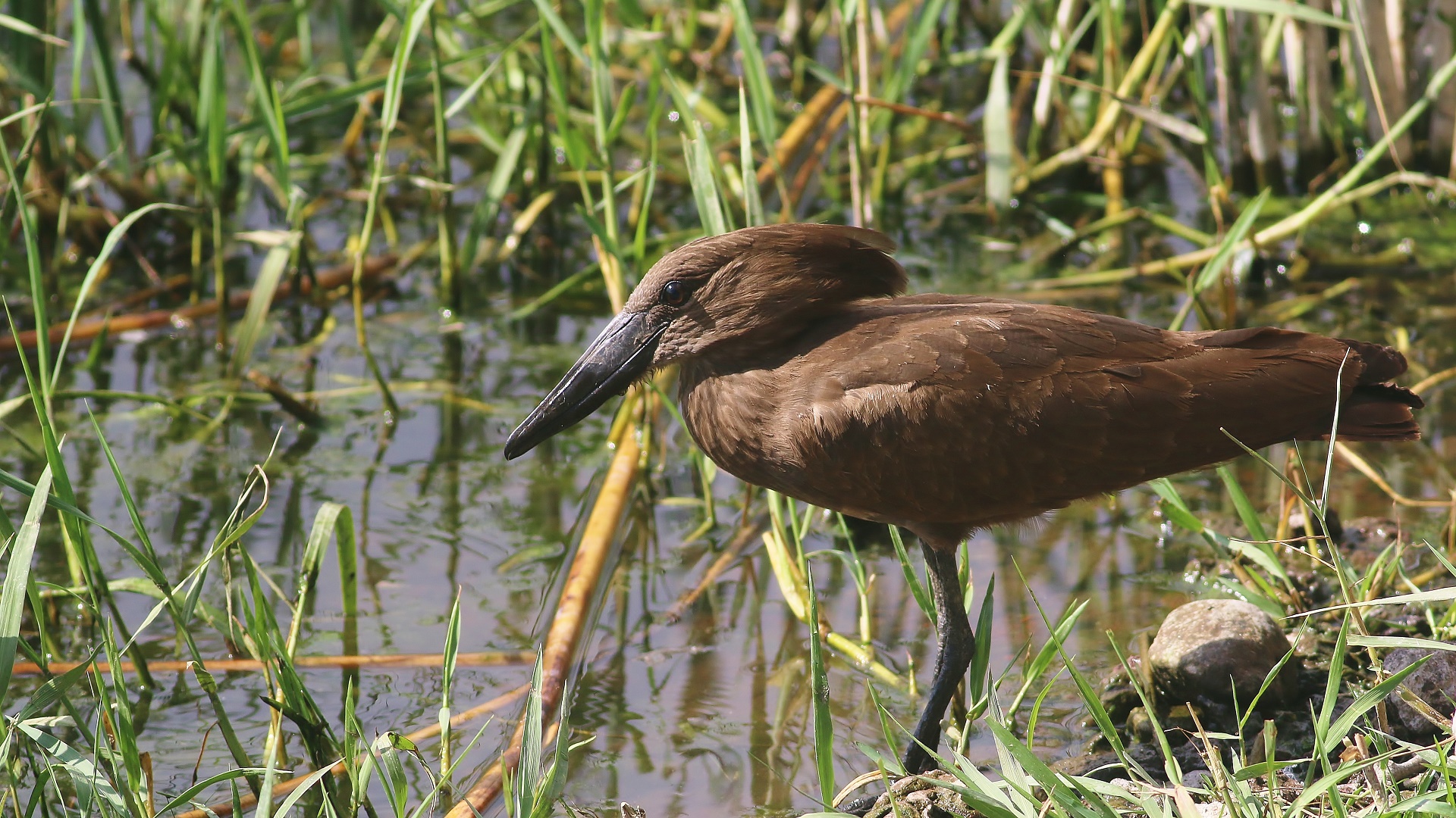 Hamerkop